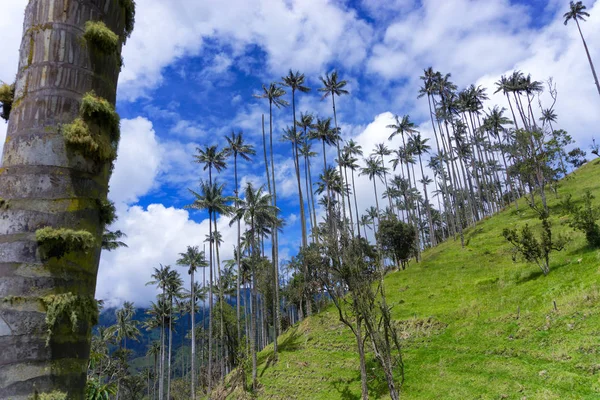 Wosk palmy i błękitne niebo — Zdjęcie stockowe
