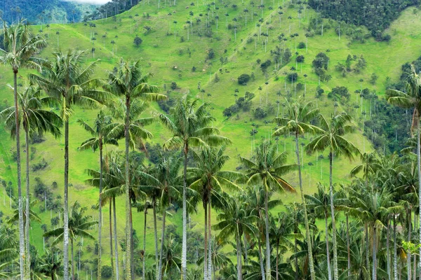 Vista palme di cera — Foto Stock