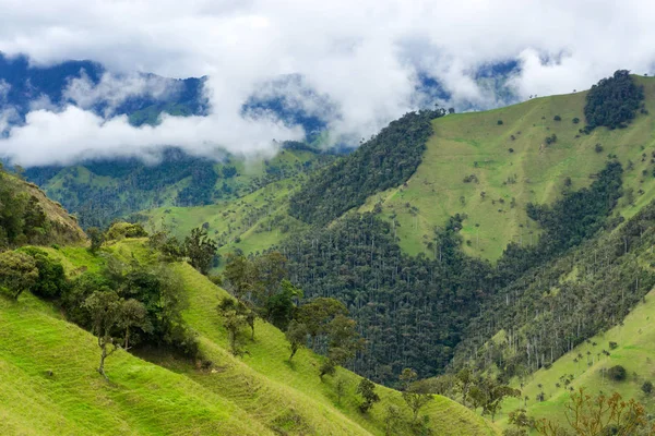 Palmas e Nuvens de Cera — Fotografia de Stock