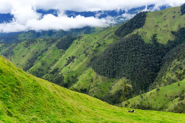 Koe en groene landschap — Stockfoto