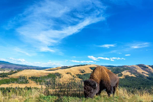 Buffalo görünümü manzara — Stok fotoğraf