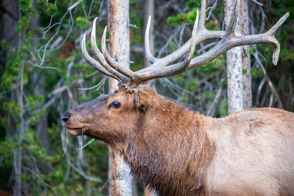 Close-up van een eland — Stockfoto