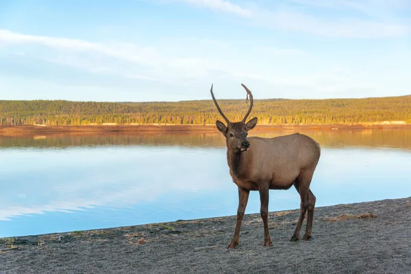 Jonge Elk op de oever van het meer — Stockfoto