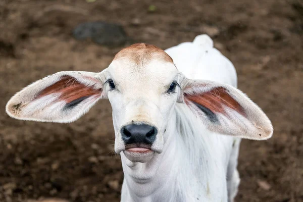 Giovane vitello con grandi orecchie — Foto Stock