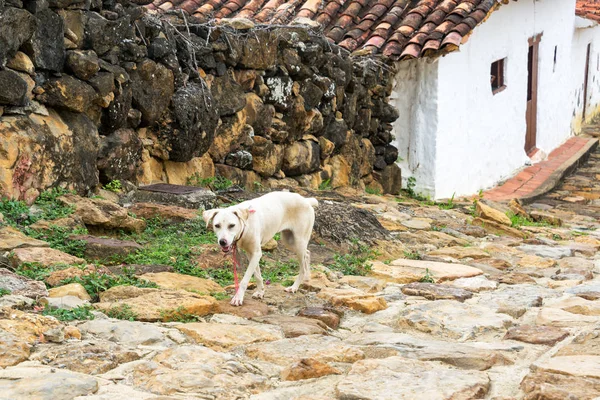 Dog in Guane, Colombia — Stock Photo, Image