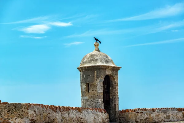 Cartagena duvar ve kuş — Stok fotoğraf