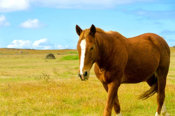 Häst går bort på Påskön — Stockfoto