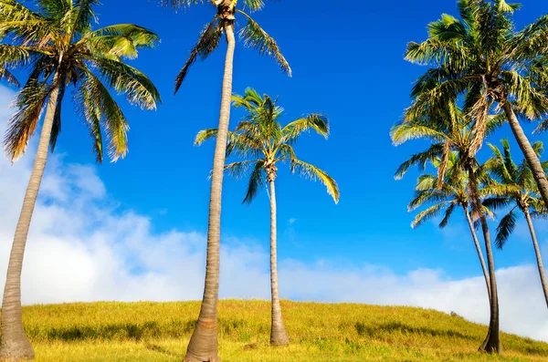 Île de Pâques Palmiers — Photo