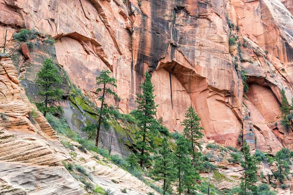 Δέντρα στη Σιών Canyon — Φωτογραφία Αρχείου