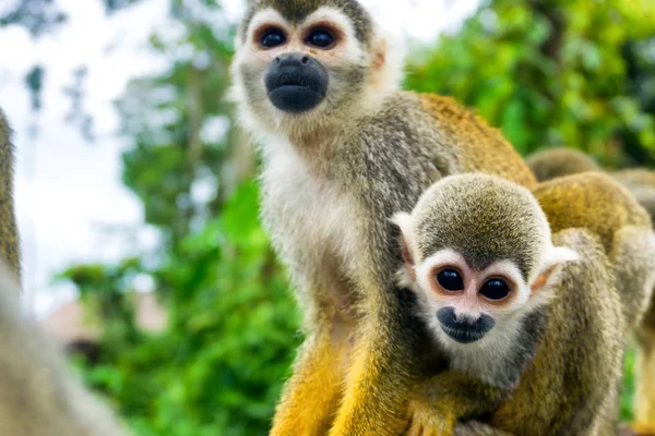 Paire de singes écureuils — Photo