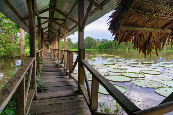 Covered Amazon Walkway — Stock Photo, Image