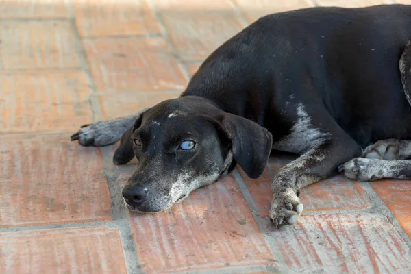 Hond met een gek oog — Stockfoto