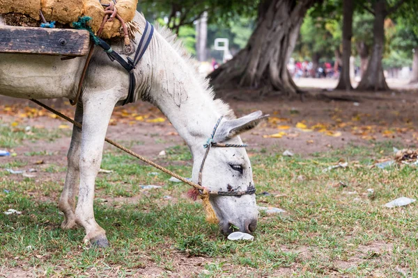 Cavallo bianco mangiare — Foto Stock