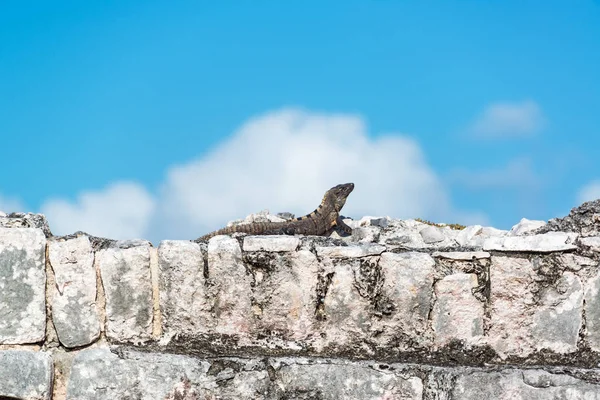 Iguana sobre las ruinas de Tulum — Foto de Stock