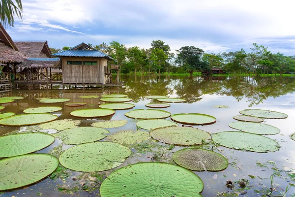 Almohadilla Lily más grande del mundo — Foto de Stock