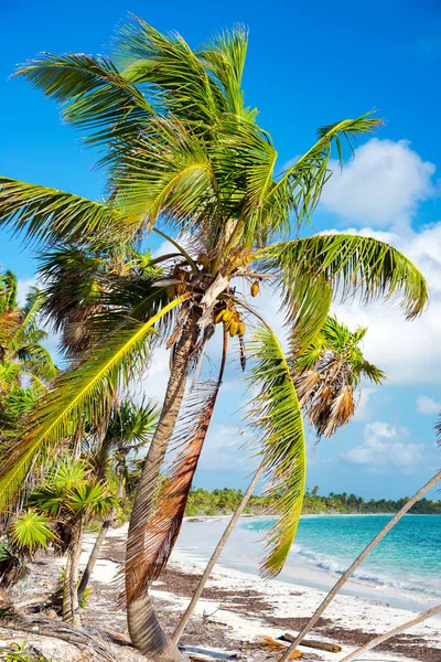 Palm och strand — Stockfoto