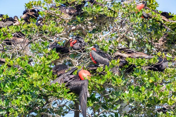 Fregattvögel in einem Baum — Stockfoto