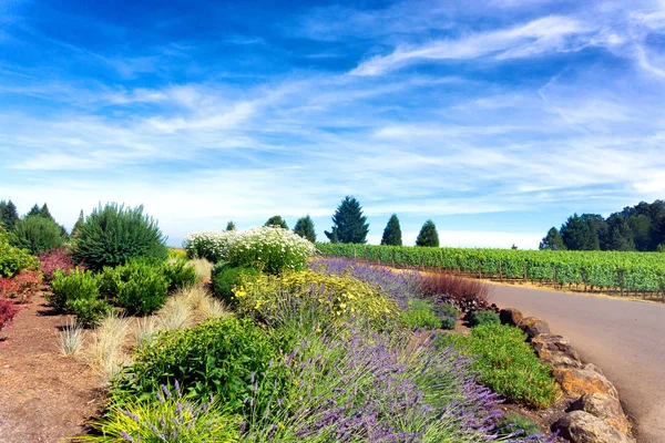 Flores y viñedos — Foto de Stock