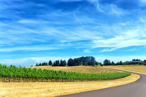 Road passeren wijngaard — Stockfoto