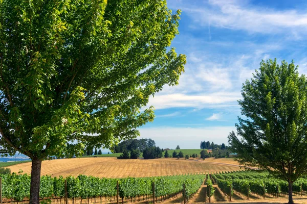 Wijngaarden in Oregon — Stockfoto