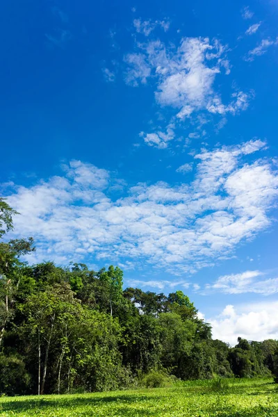 Lanskap Hutan Hujan Amazon — Stok Foto