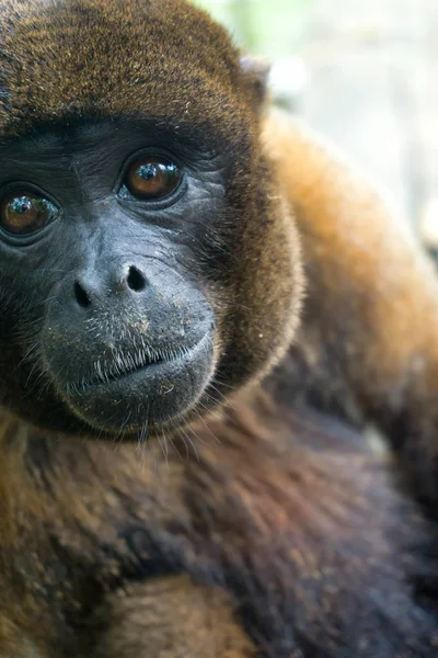 Singe laineux Gros plan — Photo