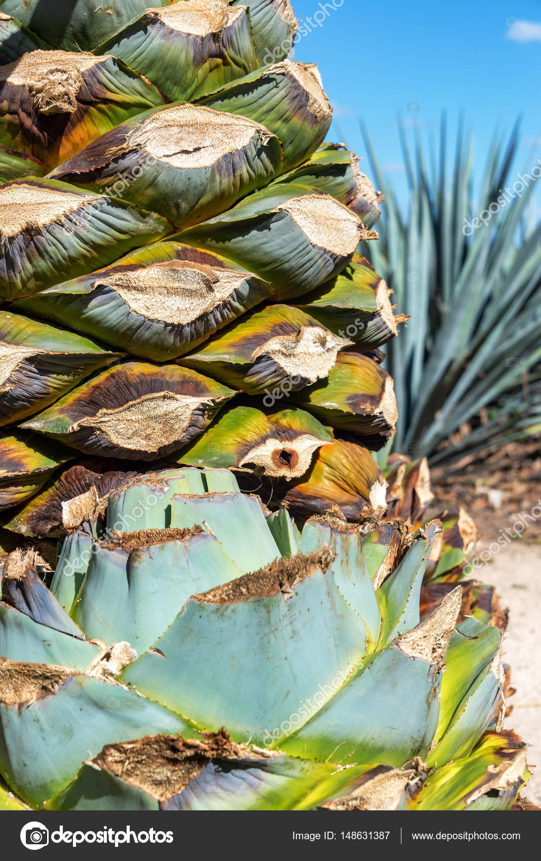 Cut Blue Agave Plants Stock Photo by ©jkraft5 148631387