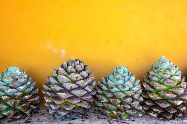 Blaue Agave und eine gelbe Wand — Stockfoto