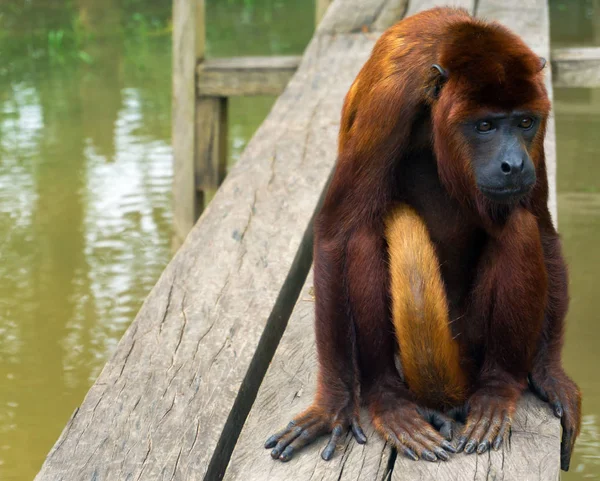 Красноногая обезьяна — стоковое фото