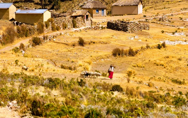 Mulher com ovelhas — Fotografia de Stock