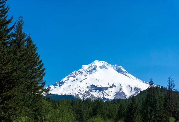 Mt Hood en bos — Stockfoto