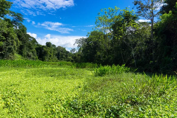 Aquatic Plants in Peru — Stock Photo, Image