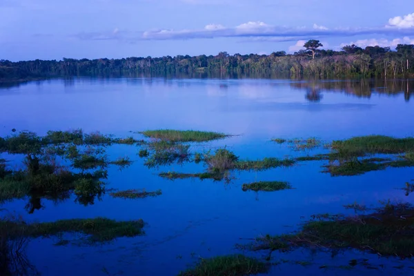 Amazon Rain Forest Blue Hour — Stock Photo, Image