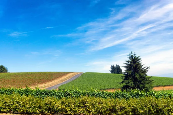 Viñedo en Oregon —  Fotos de Stock