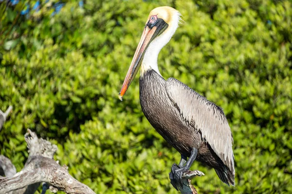 Fechar de um Pelicano Castanho — Fotografia de Stock
