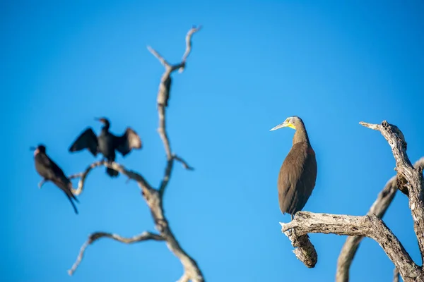 Çıplak boğazlı kaplan balıkçıl ve diğer kuşlar — Stok fotoğraf