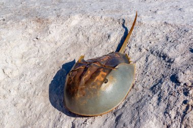 Horseshoe Crab and Sand clipart