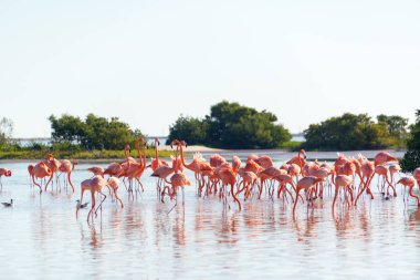 Flamingos Near Rio Lagartos, Mexico clipart