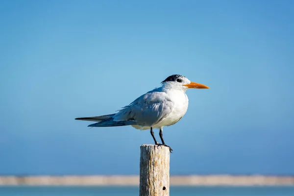 Royal Tern on a Post — Stock Photo, Image