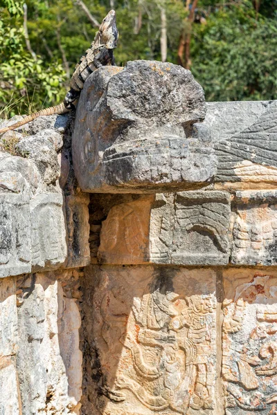 Leguaan op Maya ruïnes — Stockfoto