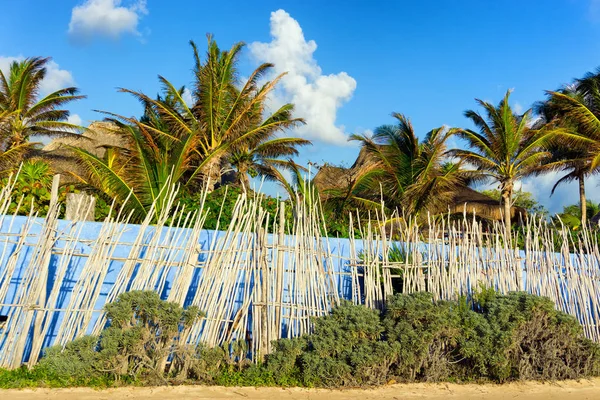 Palmbomen in Tulum, Mexico — Stockfoto