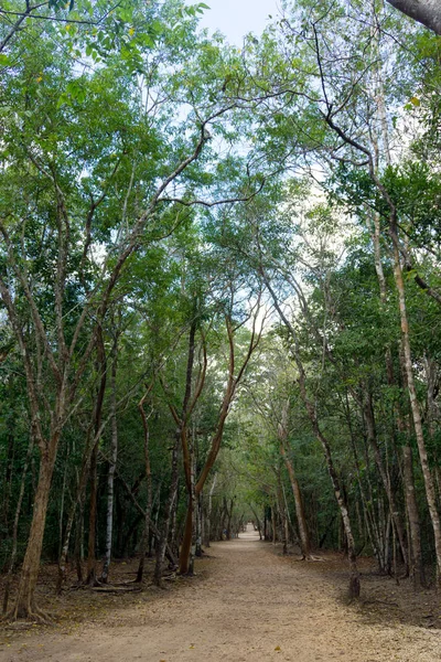 Caminho da selva em Colima, México — Fotografia de Stock