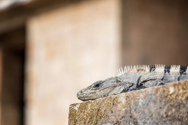 Iguana y ruinas — Foto de Stock