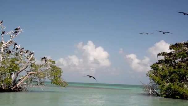 Frigatebirds near Punta Allen, Mexico — Stock Video