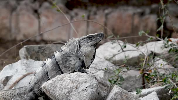 Iguana egy sziklán — Stock videók