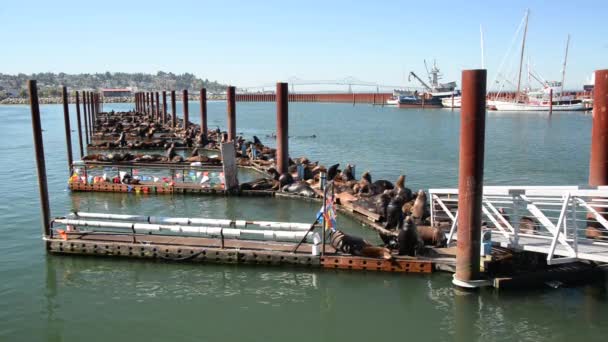 Deniz Aslanları bir dock cihazı üzerindeki — Stok video