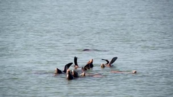 Leones del mar Natación — Vídeos de Stock