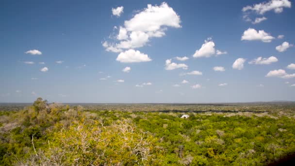 Calakmul and Jungle — Stock Video