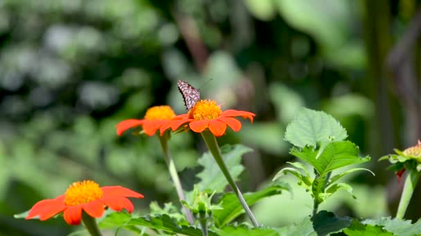 Kelebekler ve Zinnia Elegans çiçekler — Stok video
