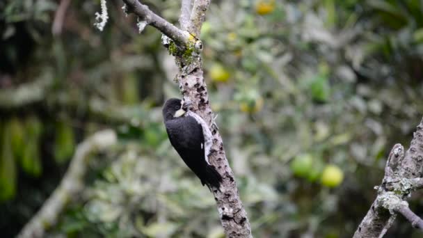 Oiseau Petit Noir Et Blanc